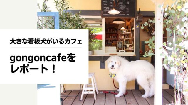 優しい看板犬がいる「gongoncafe」をご紹介！ワンちゃん同伴OKなカフェ