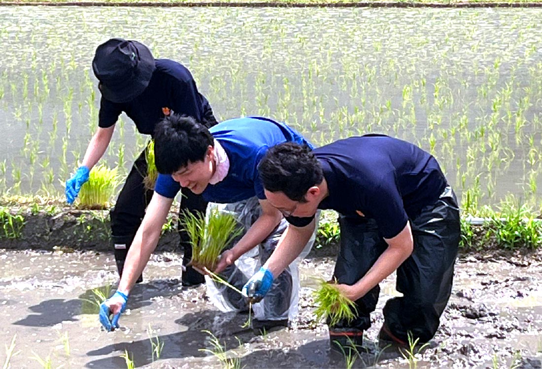 田植えを体験する職員