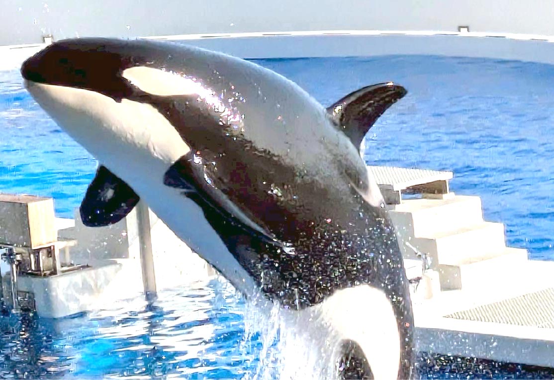 休日に水族館へ